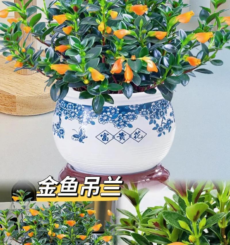 植物吊兰花语代表什么？