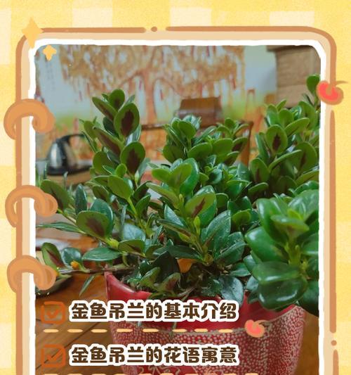 植物吊兰花语代表什么？