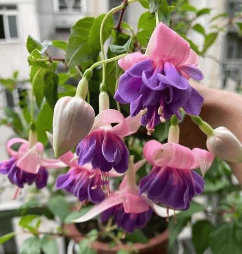 掉金钟花花语是什么？