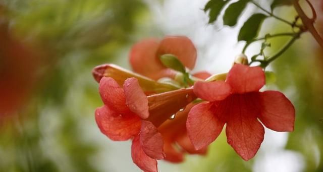 掉金钟花花语是什么？