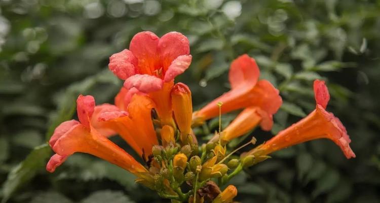 掉金钟花花语是什么？