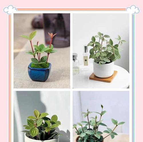 豆瓣叶的花语代表什么？