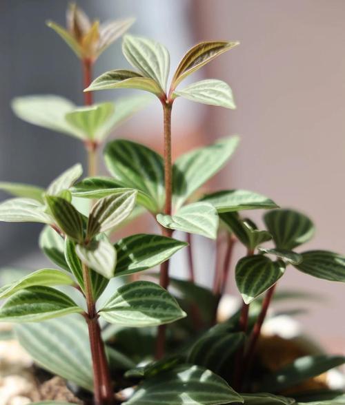 豆瓣叶的花语代表什么？