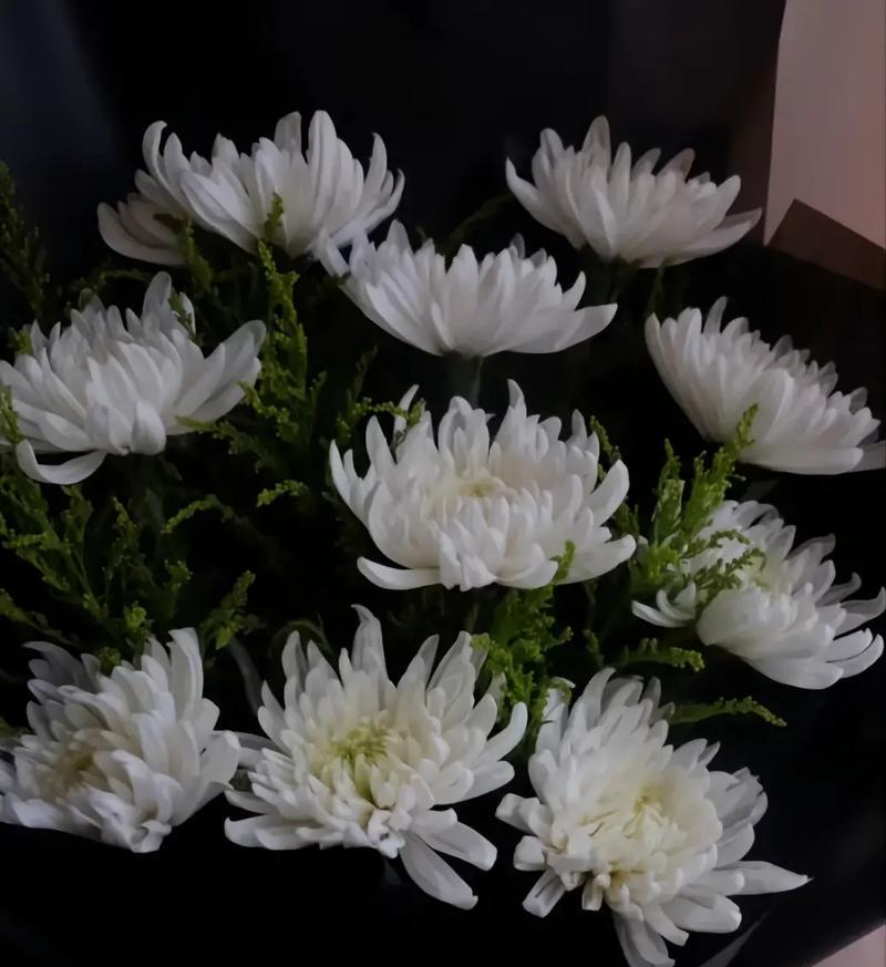 菊花花语清净是什么意思？