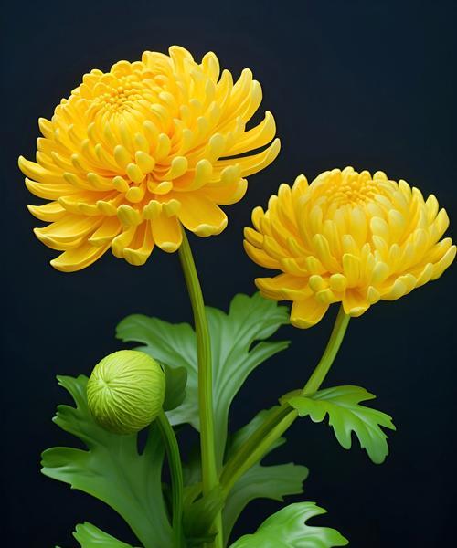 菊花花语清净是什么意思？