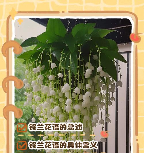 向往花的花语代表什么？