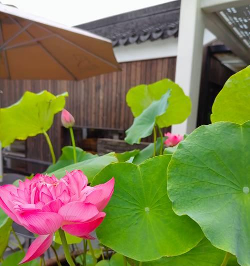 向往花的花语代表什么？