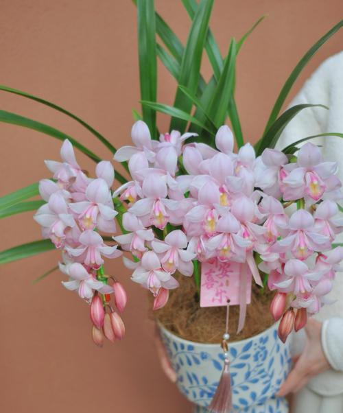 蕙兰6个花语分别是什么？