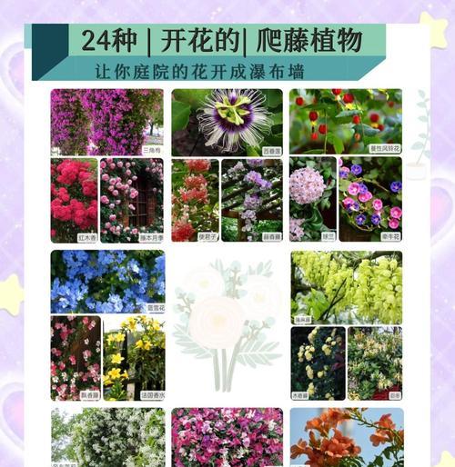 茑萝花语白色有何含义？