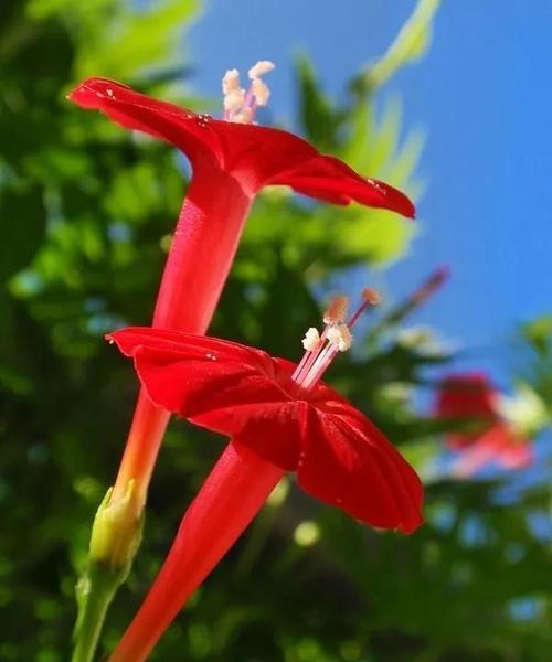 茑萝花语白色有何含义？