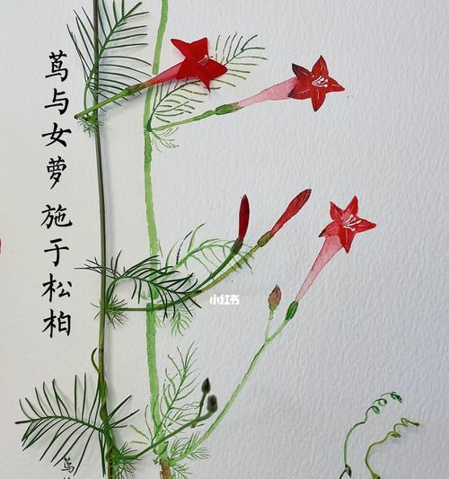 茑萝花语白色有何含义？