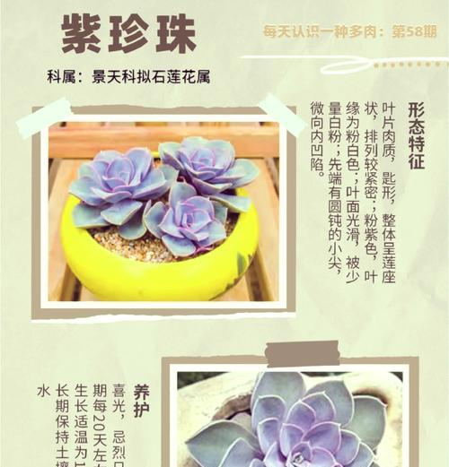 珍珠叶的花语是什么？