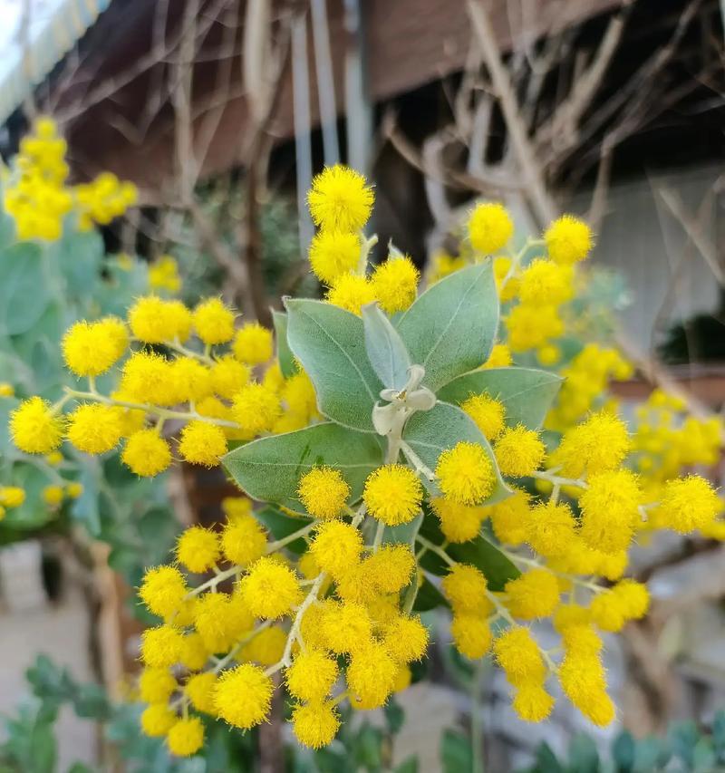 珍珠叶的花语是什么？