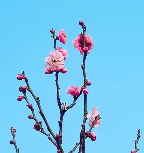 咏玉兰的花语有何深意？
