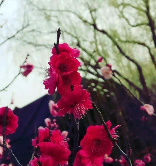咏玉兰的花语有何深意？