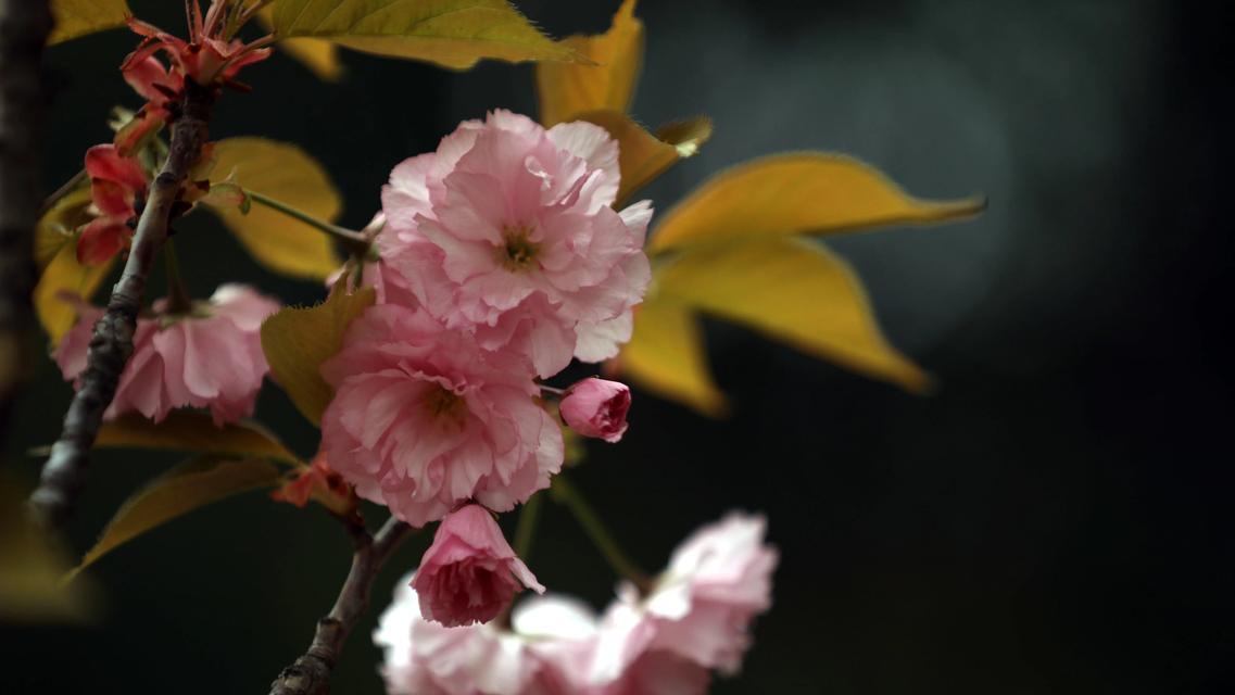 樱花的花语是什么？