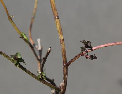 胡椒薄荷花语有何特别之处？