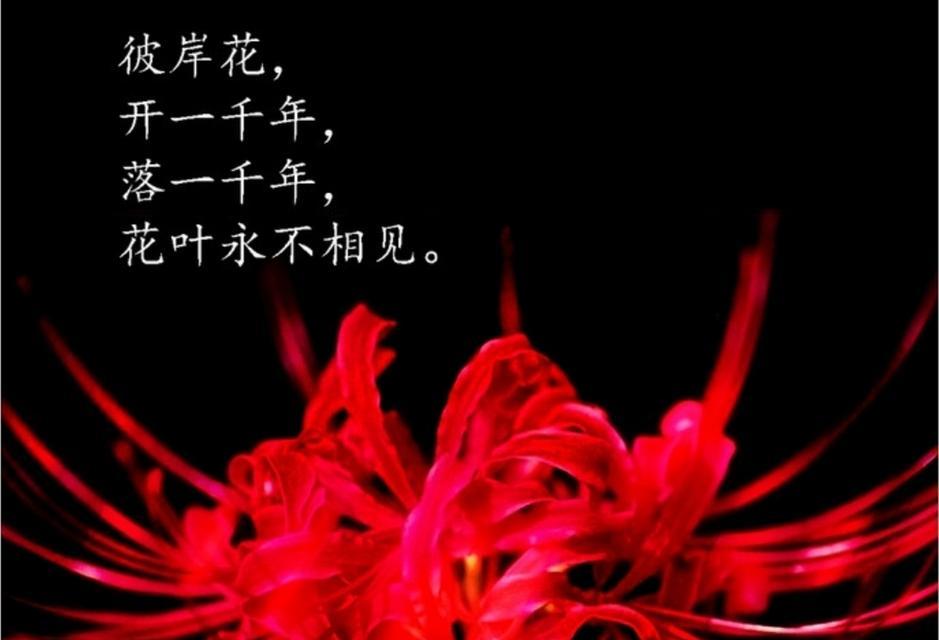 比暗花的花语代表什么？