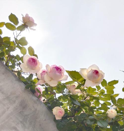 茉莉蔷薇花语有何寓意？