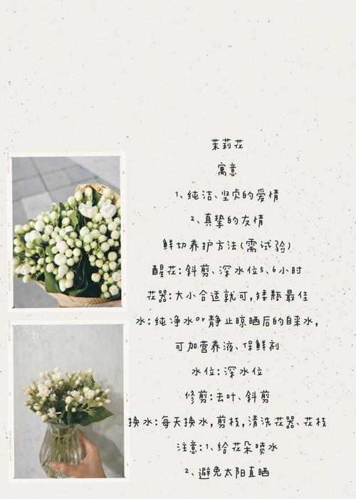 茉莉蔷薇花语有何寓意？