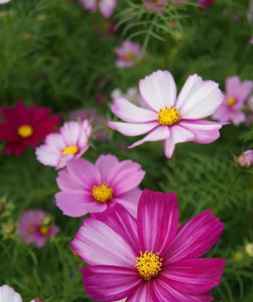 花语波斯菊是什么？