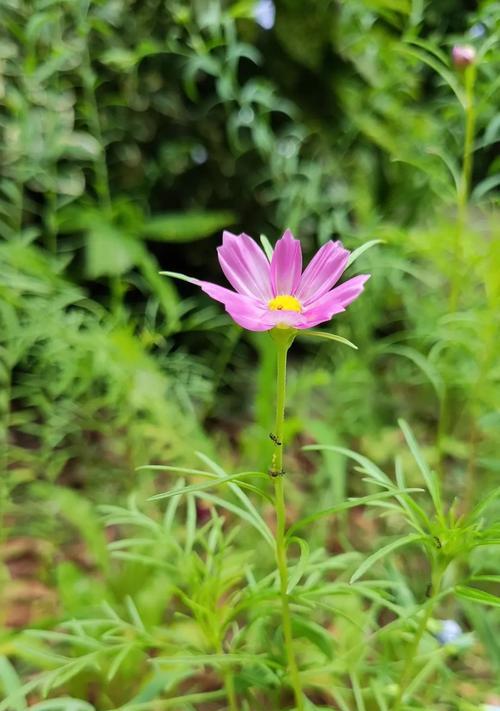 花语波斯菊是什么？