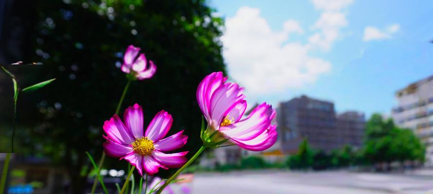 花语波斯菊是什么？
