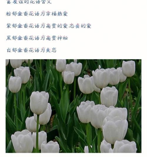 荷兰铁的花语有何含义？