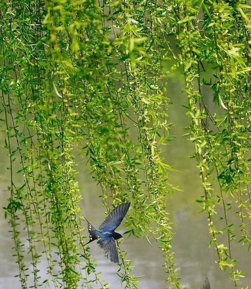 柳树的花语是什么？