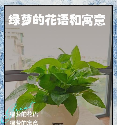 鸢萝故事花语有何寓意？
