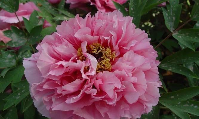 天香花的花语是什么？