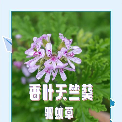 天香花的花语是什么？