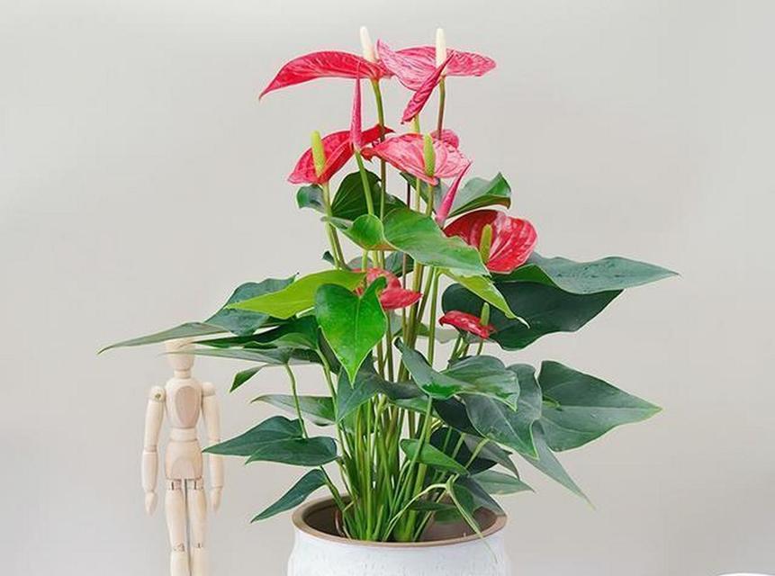 花烛红掌花语代表什么？