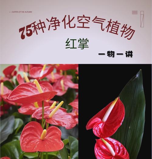 花烛红掌花语代表什么？