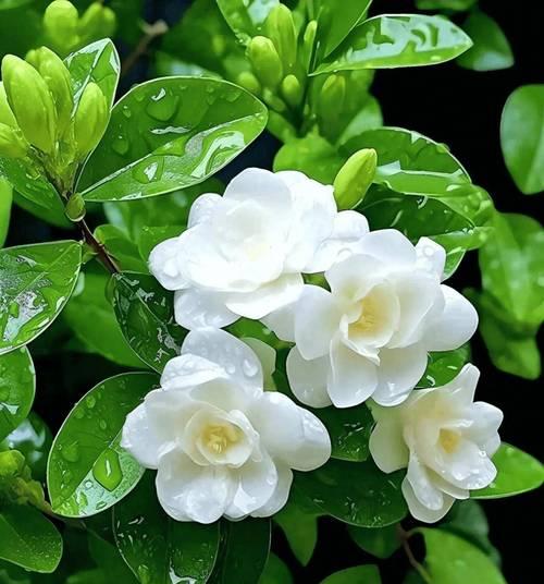 茉莉花的花语为何被誉为唯美？它代表了什么？