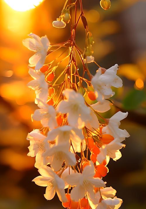 茉莉花的花语为何被誉为唯美？它代表了什么？