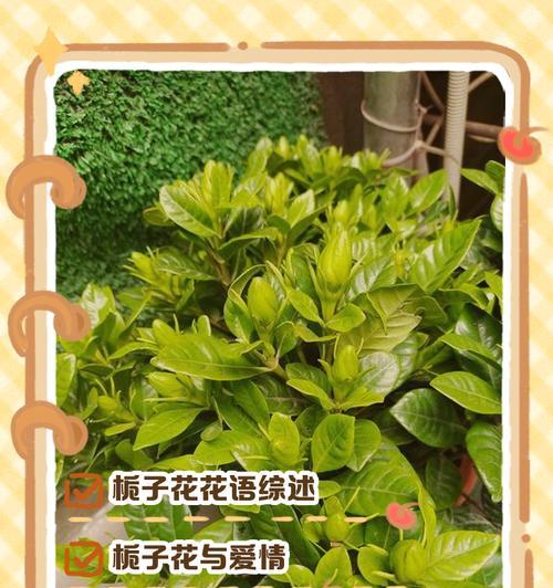 栀子花开放时的花语是什么？它传递了哪些情感？
