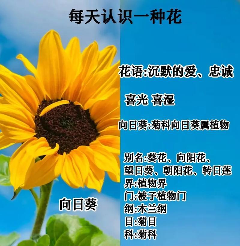 哪些花的花语代表着兴奋？它们各自有何特点？