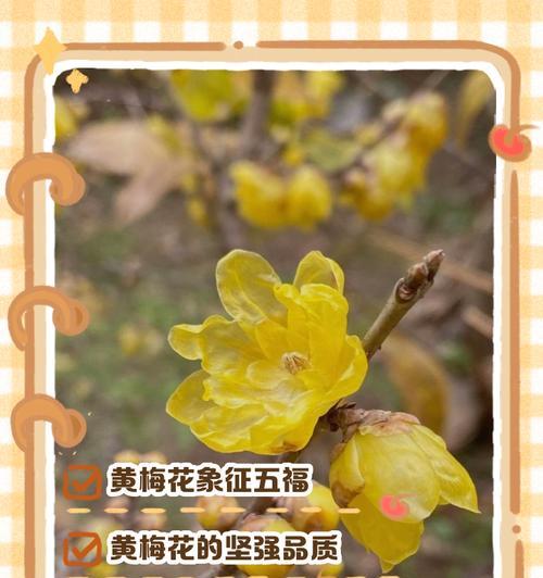 梅花的花语是什么？它在中国文化中象征着什么？