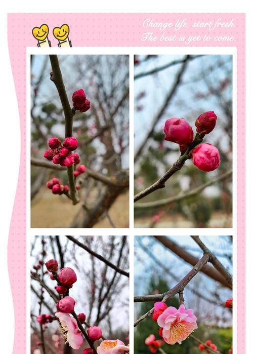 梅花的花语是什么？它在中国文化中象征着什么？