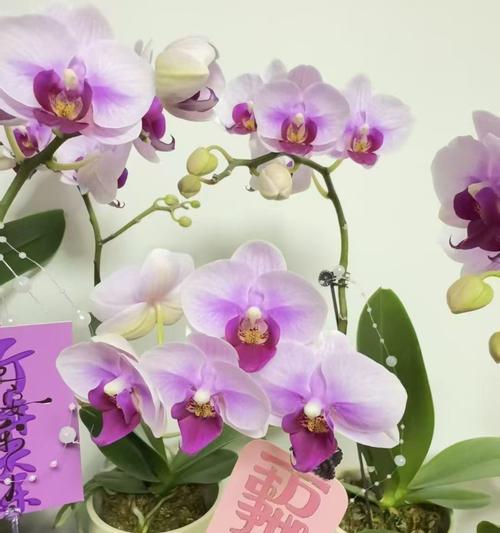 何兰花的花语有何深意？它在花语文化中扮演什么角色？