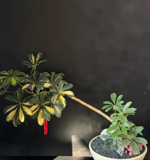 何兰花的花语有何深意？它在花语文化中扮演什么角色？