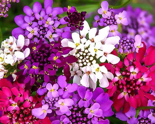节黑仙翁的花语是什么？它在花卉中传递了哪些信息？