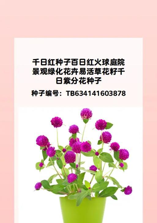 节黑仙翁的花语是什么？它在花卉中传递了哪些信息？