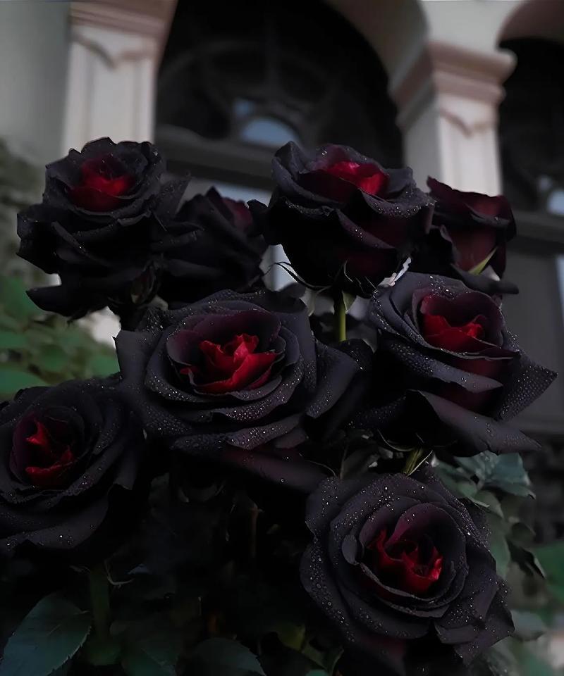 节黑仙翁的花语是什么？它在花卉中传递了哪些信息？