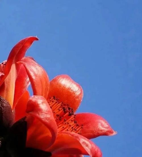 洋木棉的花语是什么？它在热带花卉中代表了什么？