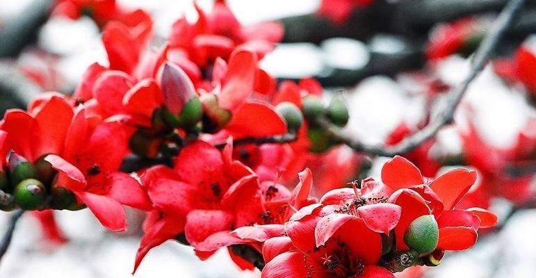 洋木棉的花语是什么？它在热带花卉中代表了什么？