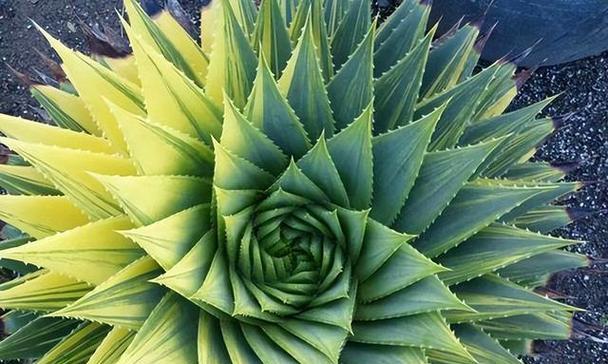 尖尾芋的花语是什么？它在植物界中传递了哪些信息？