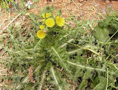 尖尾芋的花语是什么？它在植物界中传递了哪些信息？