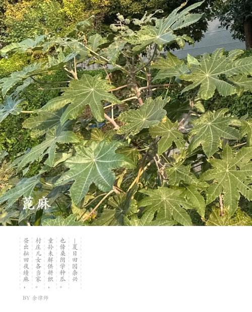 尖尾芋的花语是什么？它在植物界中传递了哪些信息？